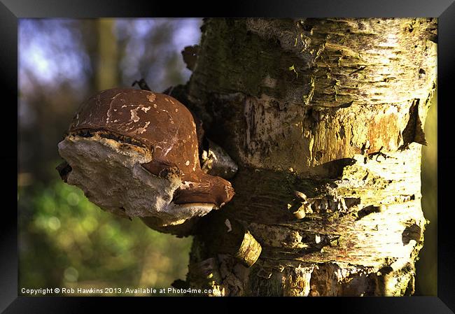 Tree Fungus Framed Print by Rob Hawkins