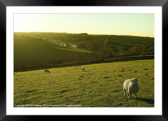 Sheep on Exmoor Framed Mounted Print by Rob Hawkins