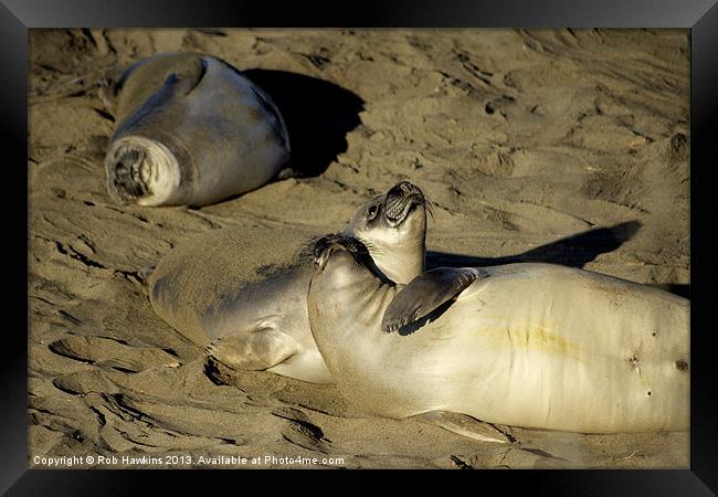 Seals on the Beach Framed Print by Rob Hawkins