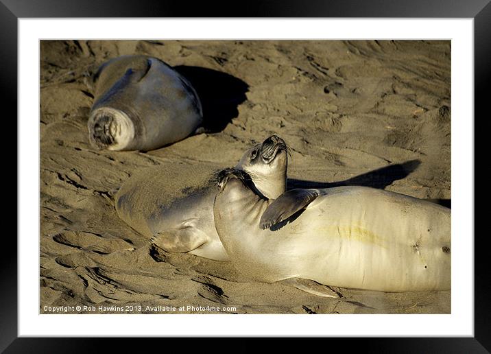 Seals on the Beach Framed Mounted Print by Rob Hawkins