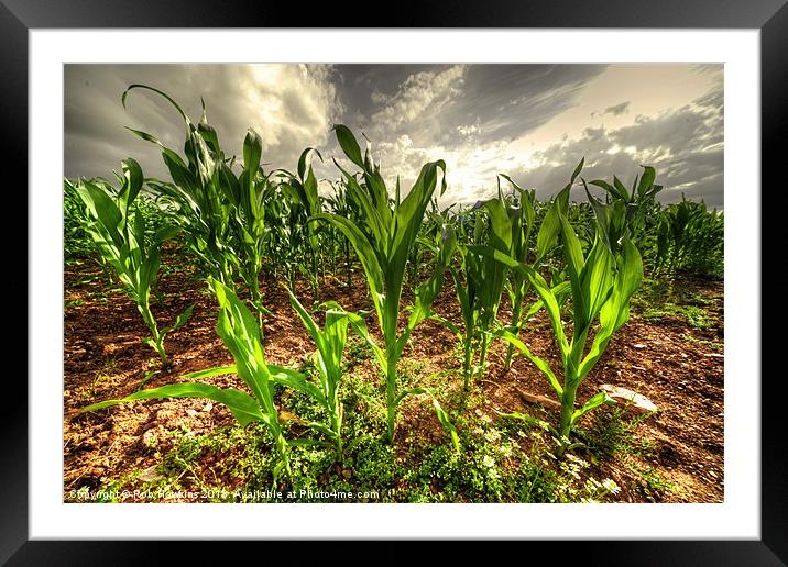 Field of Corn Framed Mounted Print by Rob Hawkins