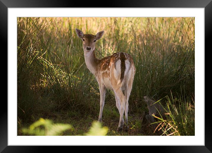 Devonshire Bambi Framed Mounted Print by Rob Hawkins