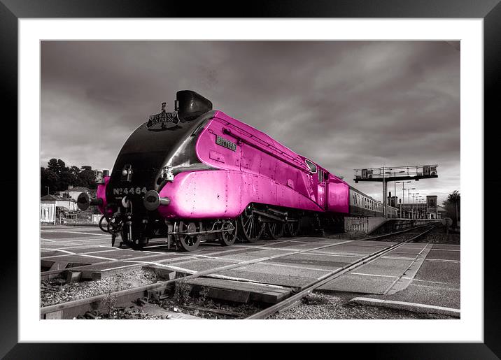 Pink Bittern Framed Mounted Print by Rob Hawkins