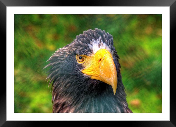 Portrait of an Eagle Framed Mounted Print by Rob Hawkins