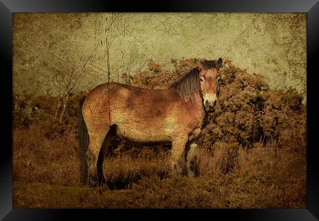 Exmoor Pony Framed Print by Rob Hawkins