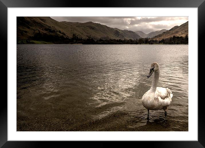 Swan Lake Framed Mounted Print by Rob Hawkins