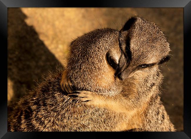 Meercat Loving Framed Print by Rob Hawkins