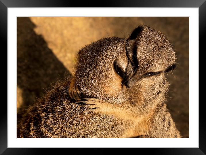 Meercat Loving Framed Mounted Print by Rob Hawkins