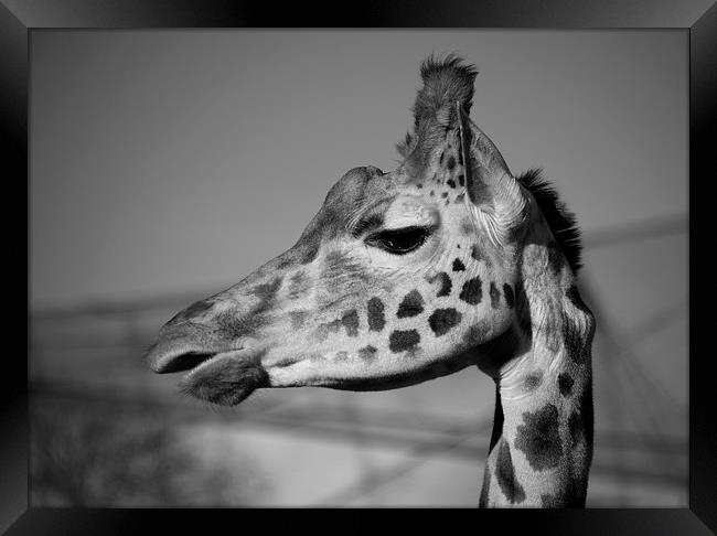 Giraffe Framed Print by Rob Hawkins