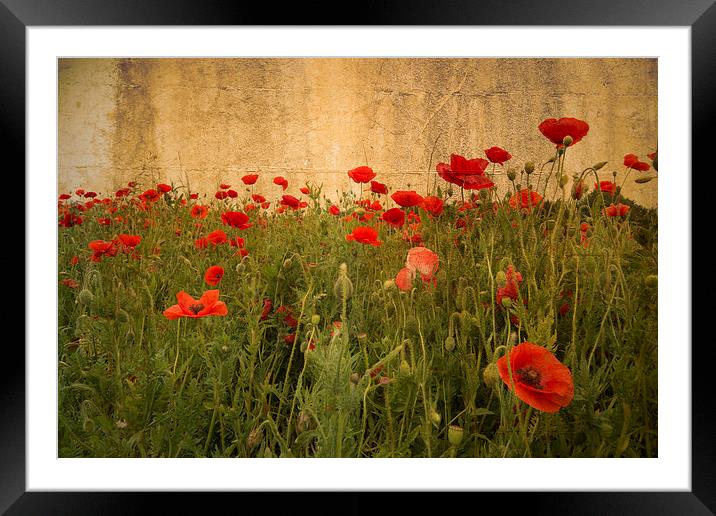 In Flanders Fields the poppies blow Framed Mounted Print by Rob Hawkins