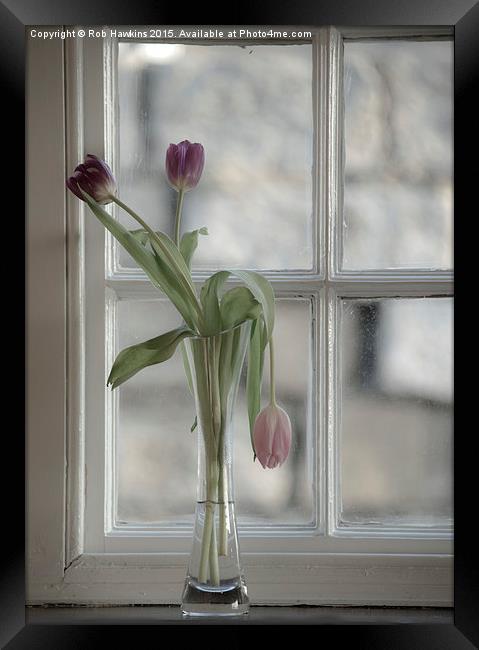  Droopy Tulip  Framed Print by Rob Hawkins