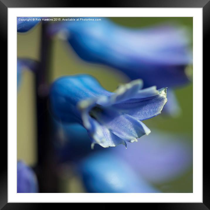  Bluebell Macro  Framed Mounted Print by Rob Hawkins