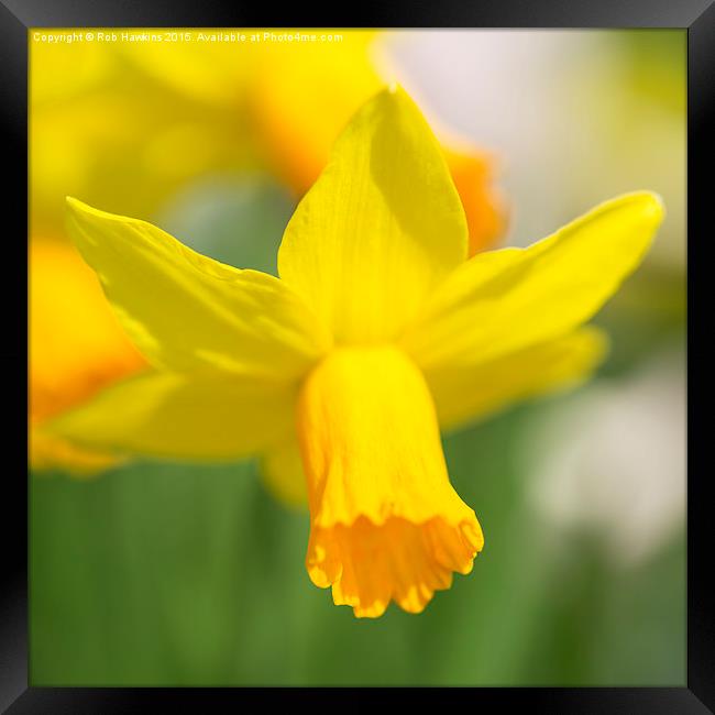  Narcissus  Framed Print by Rob Hawkins