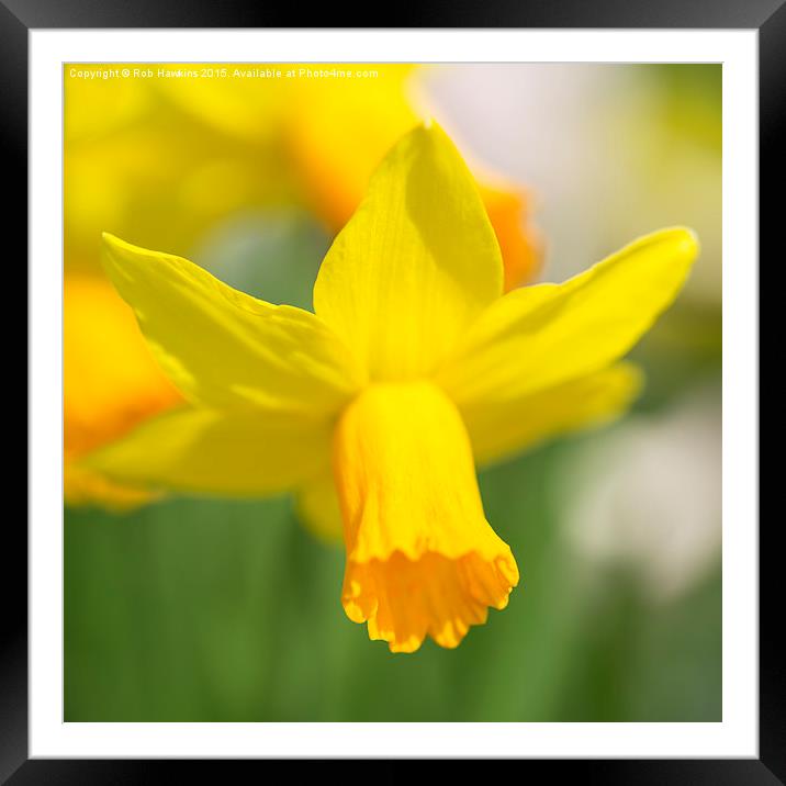  Narcissus  Framed Mounted Print by Rob Hawkins
