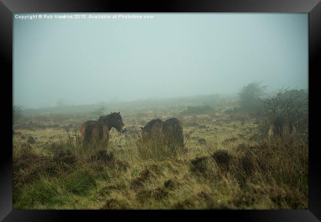  Ponies in the mist  Framed Print by Rob Hawkins