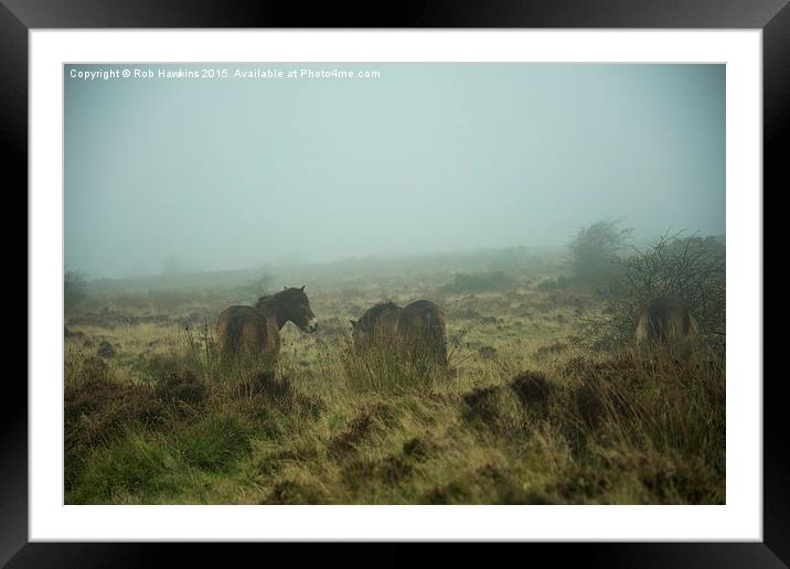  Ponies in the mist  Framed Mounted Print by Rob Hawkins
