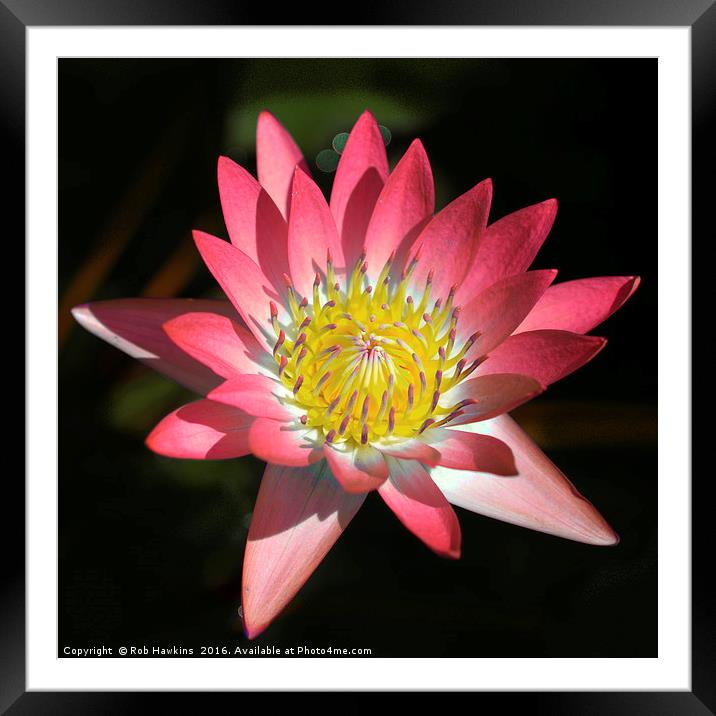 Pink Lotus  Framed Mounted Print by Rob Hawkins