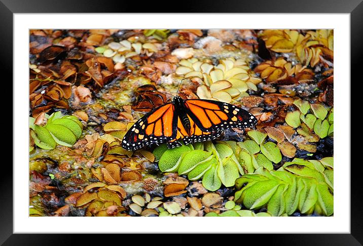 Butterfly on the pond Framed Mounted Print by Rob Hawkins