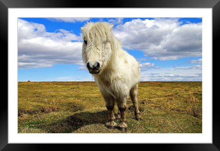 Dartmoor Pony Framed Mounted Print by Rob Hawkins