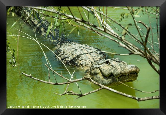 Alligator  Framed Print by Rob Hawkins