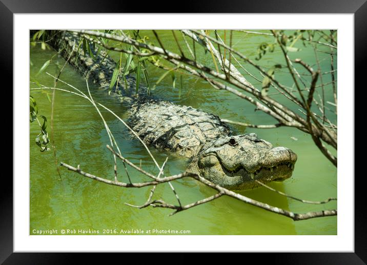 Alligator  Framed Mounted Print by Rob Hawkins