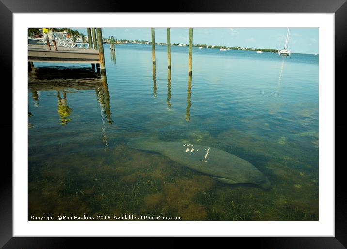 Manatee  Framed Mounted Print by Rob Hawkins