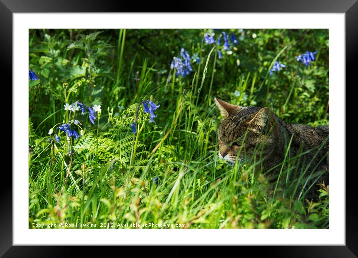 Bluebell Feline  Framed Mounted Print by Rob Hawkins