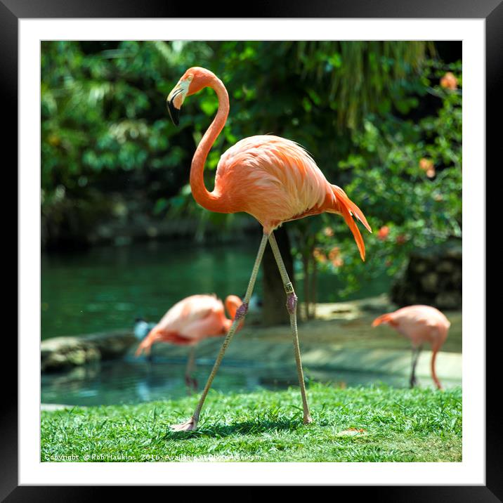 Pretty Flamingo  Framed Mounted Print by Rob Hawkins