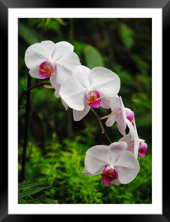 Orchids Framed Mounted Print by Rob Hawkins