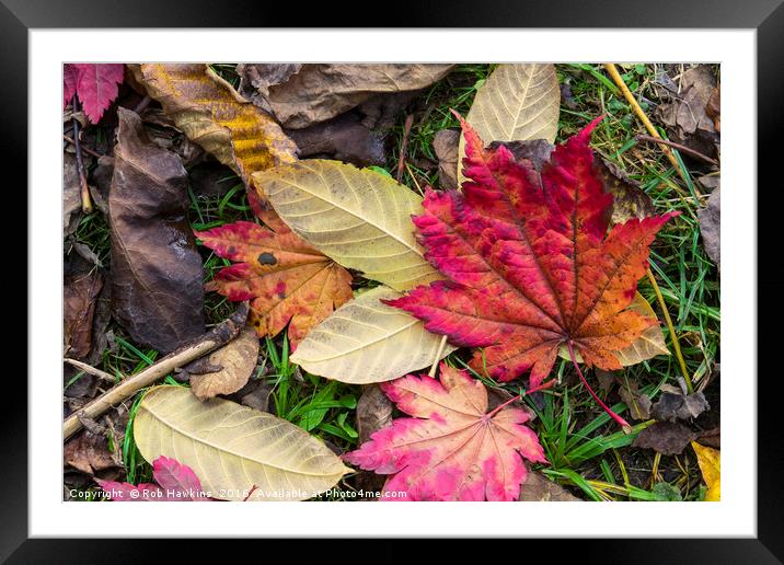 Leaf it out  Framed Mounted Print by Rob Hawkins