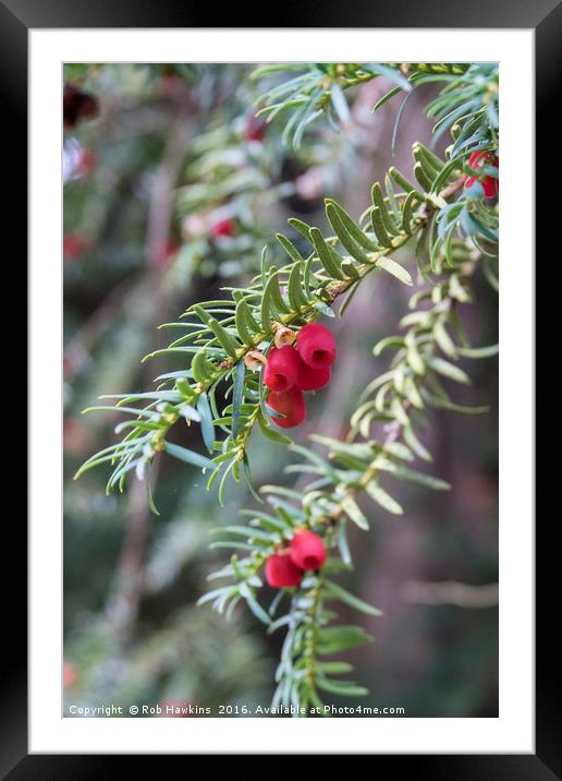 Autumnal Berries  Framed Mounted Print by Rob Hawkins