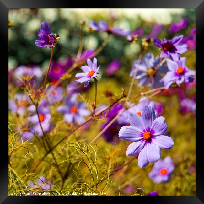 Flowering Cosmos Framed Print by Rob Hawkins