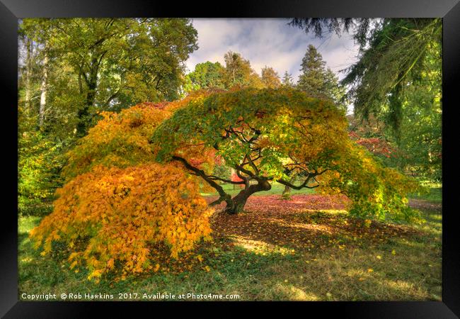 Maple Magic  Framed Print by Rob Hawkins