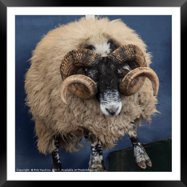 Dougal the Dancing Sheep  Framed Mounted Print by Rob Hawkins