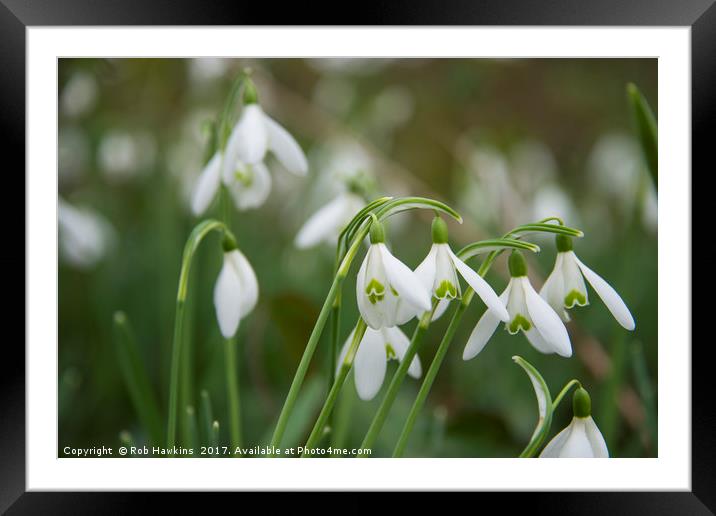 Winter Snowdrops  Framed Mounted Print by Rob Hawkins