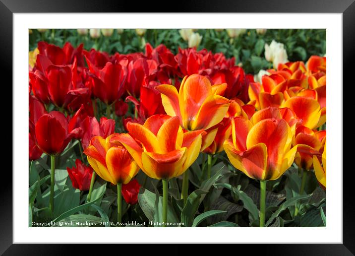Tulip Vibrance  Framed Mounted Print by Rob Hawkins