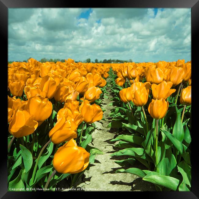 Yellow Tulips  Framed Print by Rob Hawkins