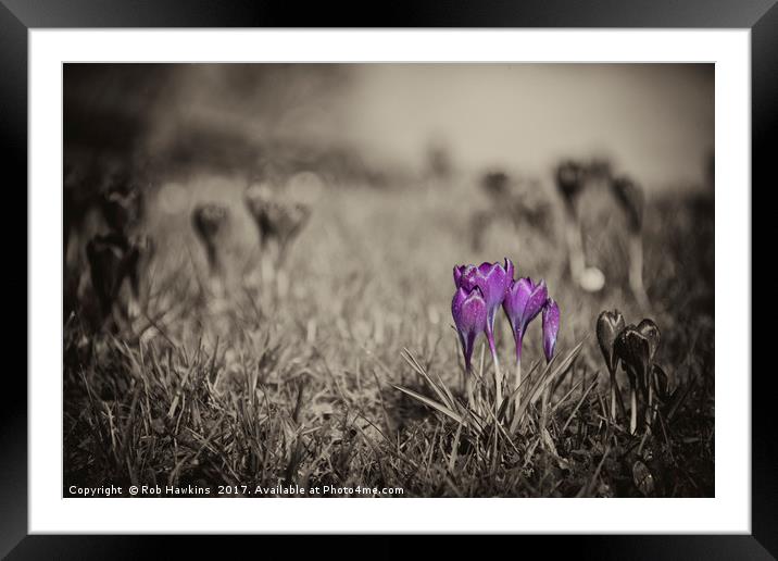 Purple Haze  Framed Mounted Print by Rob Hawkins