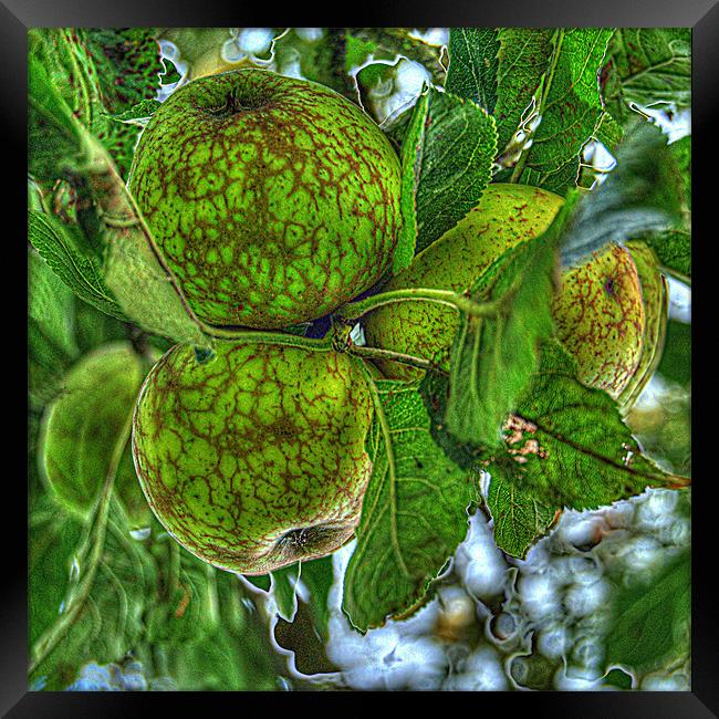 Fruit of the Orchard Framed Print by Rob Hawkins