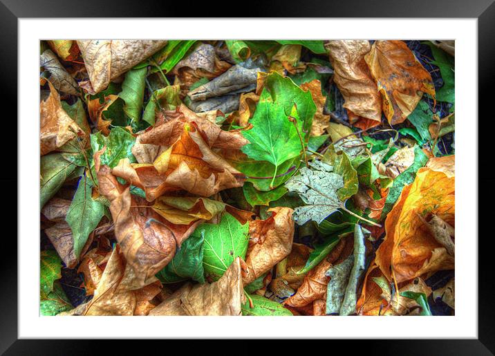 Autumn Colours Framed Mounted Print by Rob Hawkins