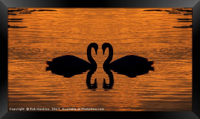 Swan Love  Framed Print by Rob Hawkins