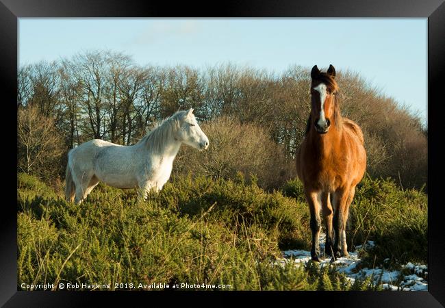 Beacon Horses  Framed Print by Rob Hawkins