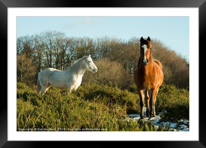 Beacon Horses  Framed Mounted Print by Rob Hawkins