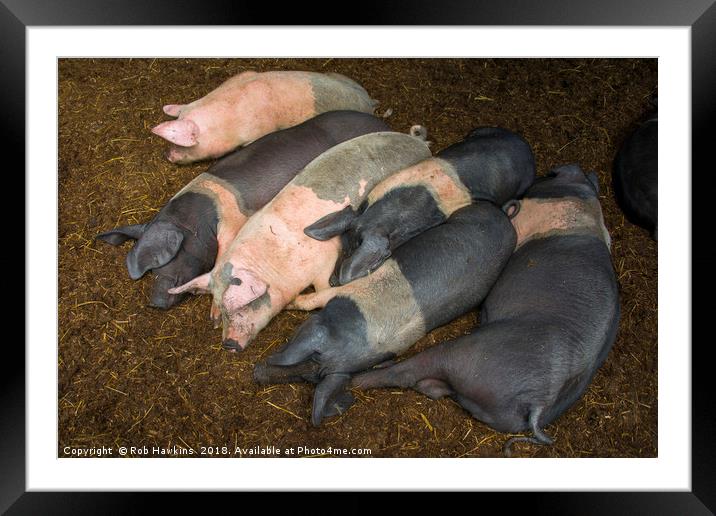 Sleeping Piggies  Framed Mounted Print by Rob Hawkins