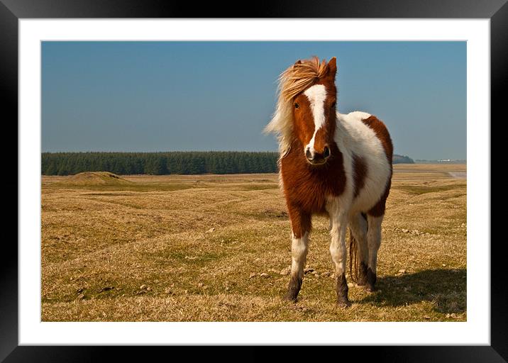 Cornish Pony Framed Mounted Print by Rob Hawkins