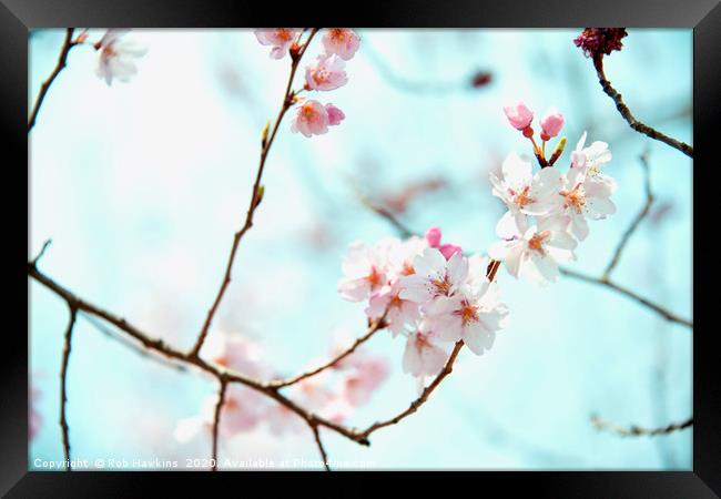 Sakura blossom  Framed Print by Rob Hawkins