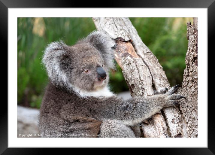 Portrait of a Koala Framed Mounted Print by Rob Hawkins