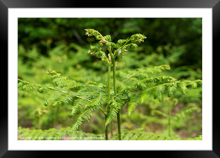 Fern of the Woods  Framed Mounted Print by Rob Hawkins