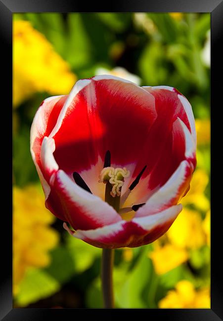 Red & White tulip Framed Print by Rob Hawkins