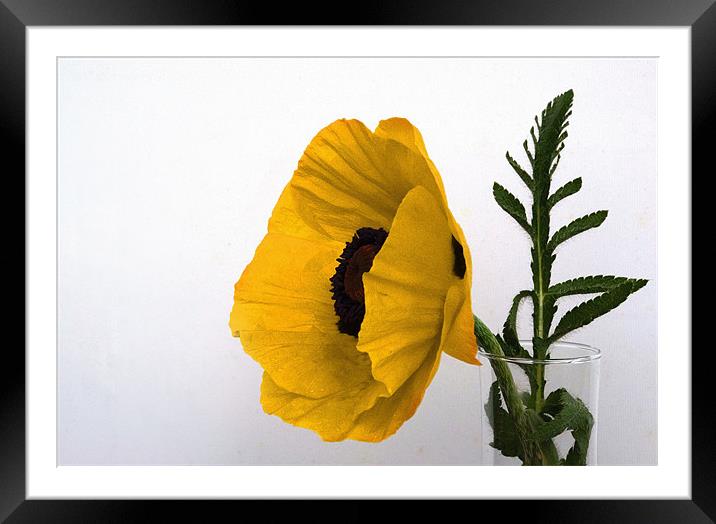 Yellow Poppy against white Framed Mounted Print by Rob Hawkins